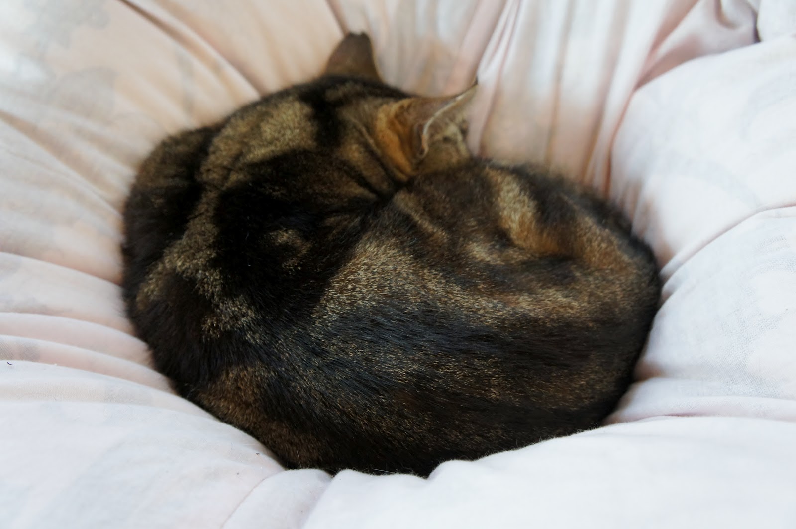 画室の猫たち まるまるの大猫先生の後ろ姿に学ぶ お天気 晴れ