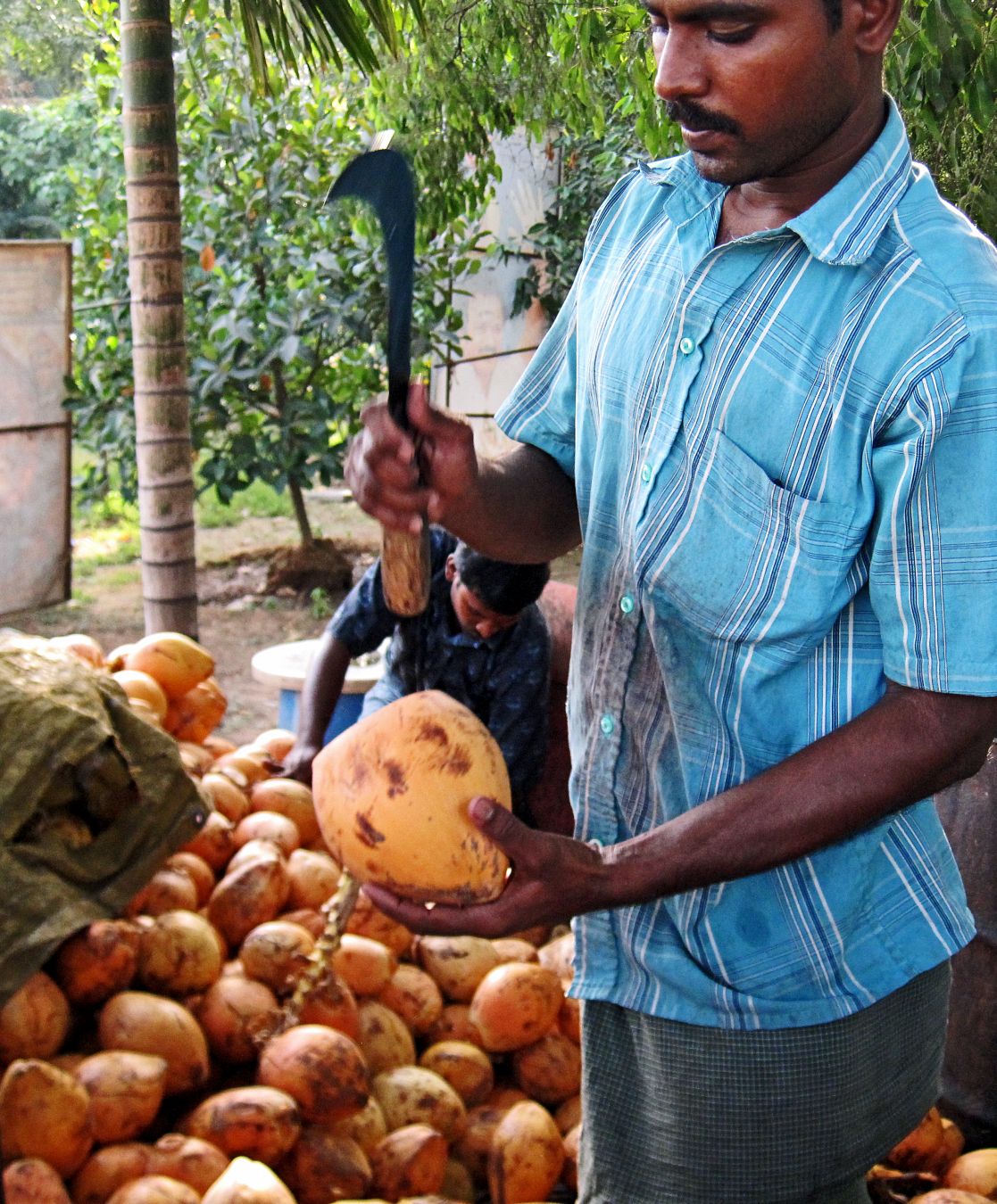 Stock Pictures Coconut water vendor in India