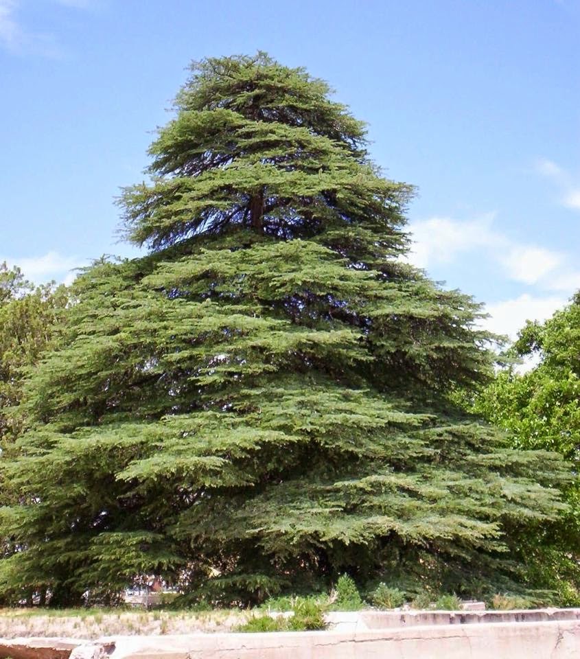 Emmaus Road Ministries The Cypress And The Myrtle Tree Series Part 5 of 7