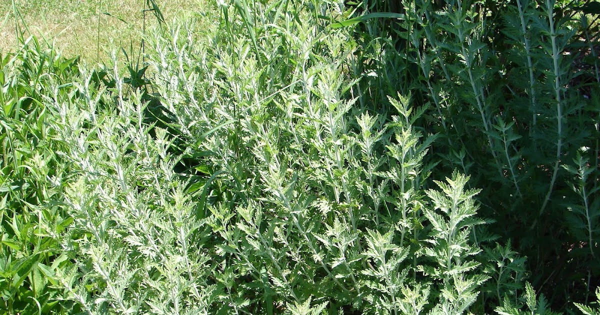 One Love Farm: Russian Sage