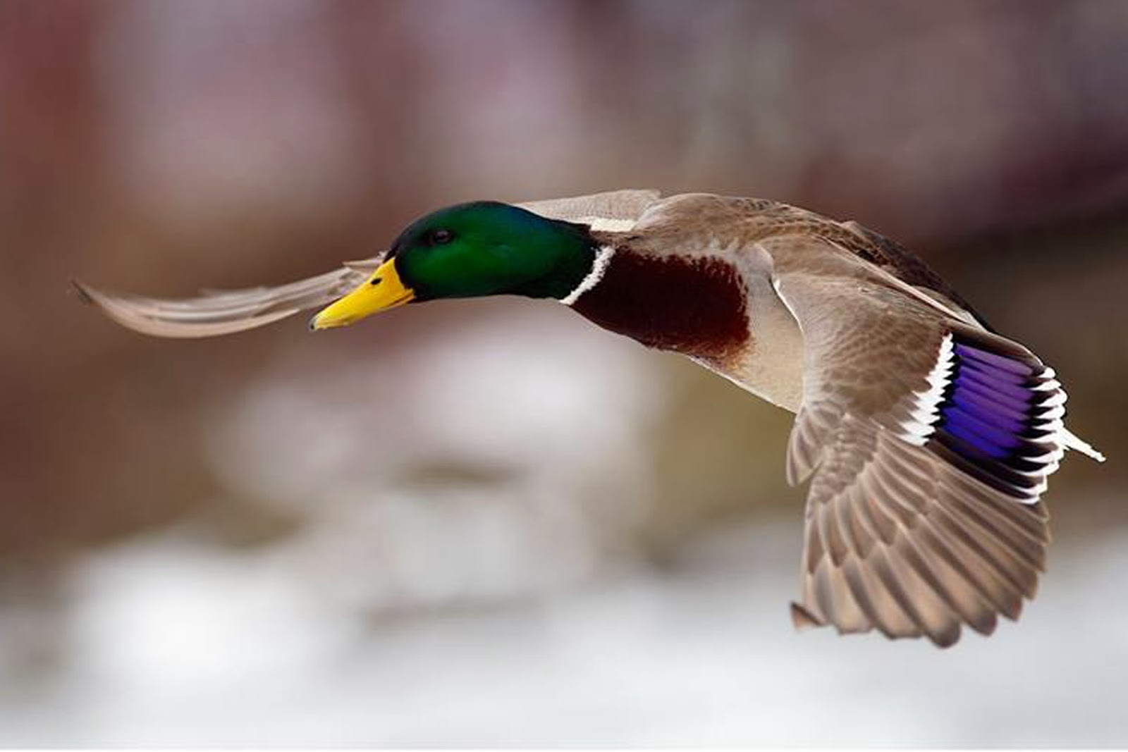 HD Wallpaper of Flying Duck | HD Wallpaper | HD Screensaver | HD Background
