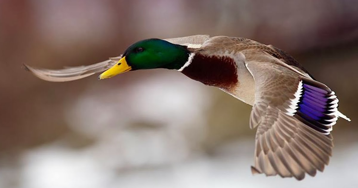 HD Wallpaper of Flying Duck | HD Wallpaper | HD Screensaver | HD Background