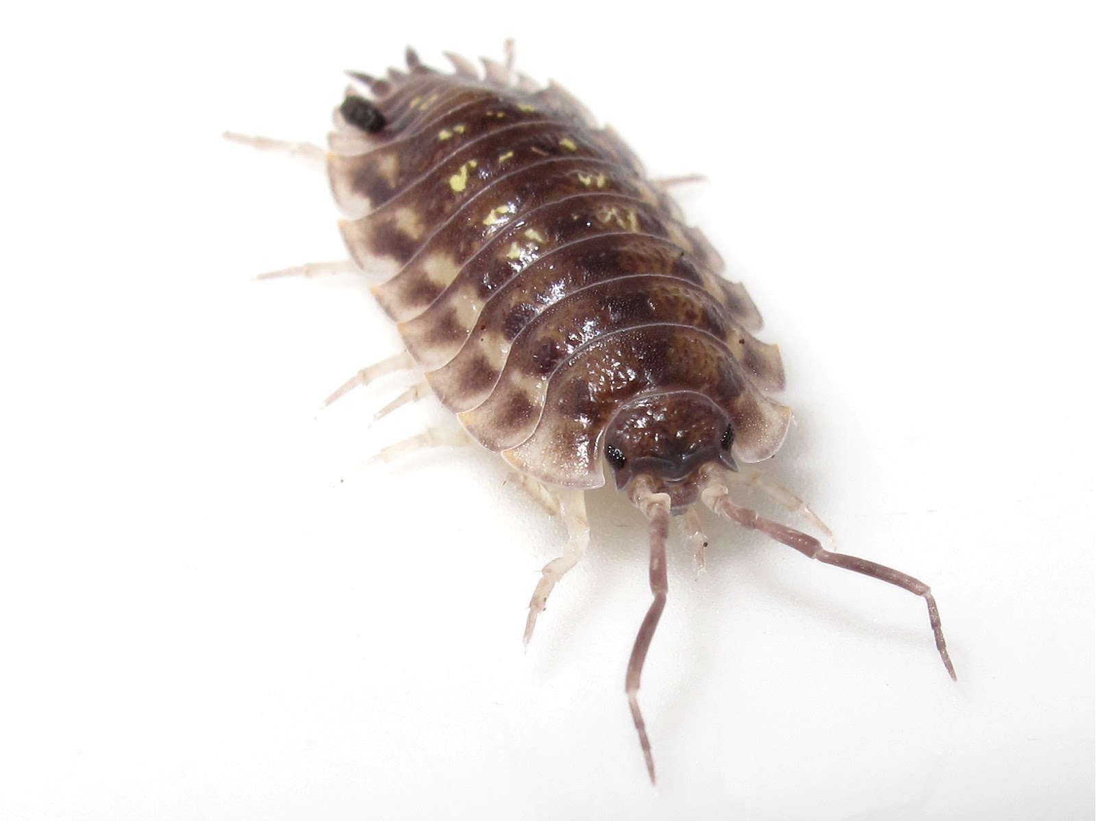 BugBlog Woodlice Parade