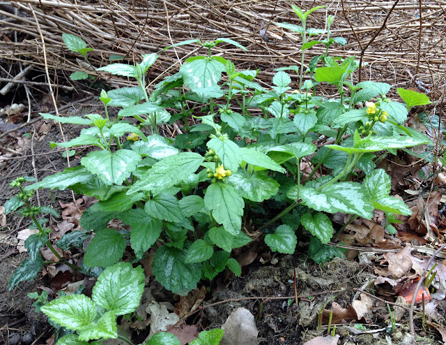 Variegated Yellow Archangel, Lameastrum galeobdolon ssp. argentatum. Orpington Field Club outing to Crofton Heath and nearby woods on 7 April 2012. Variegated Yellow Archangel, Lameastrum galeobdolon ssp. argentatum. Orpington Field Club outing to Crofton Heath and nearby woods on 7 April 2012.