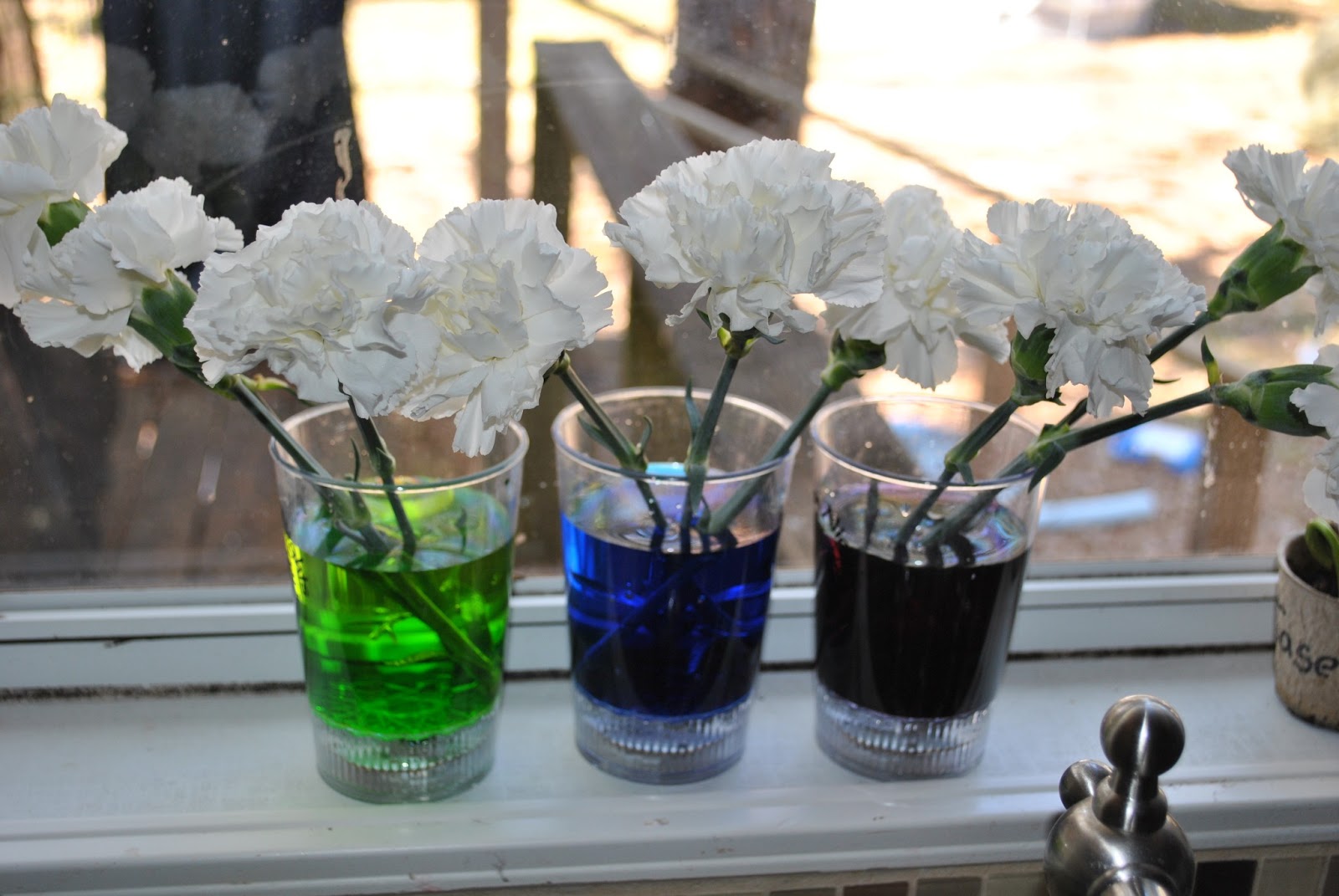 Life With 4 Boys Vascular Plant Circulation Experiment