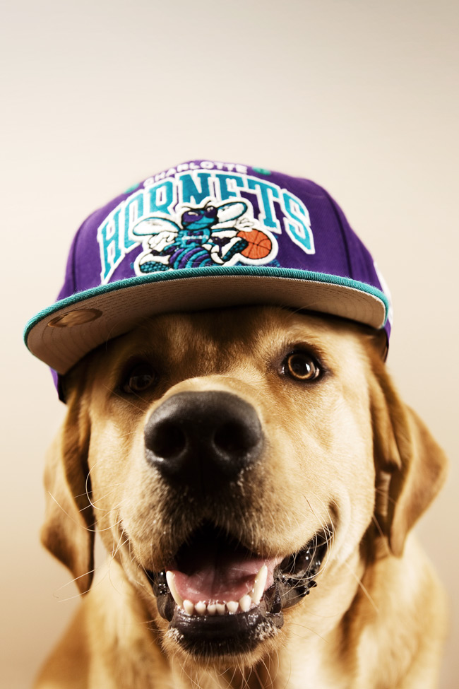 Boo : L'histoire Du Chien Le Plus Mignon Au Monde YZGeneration