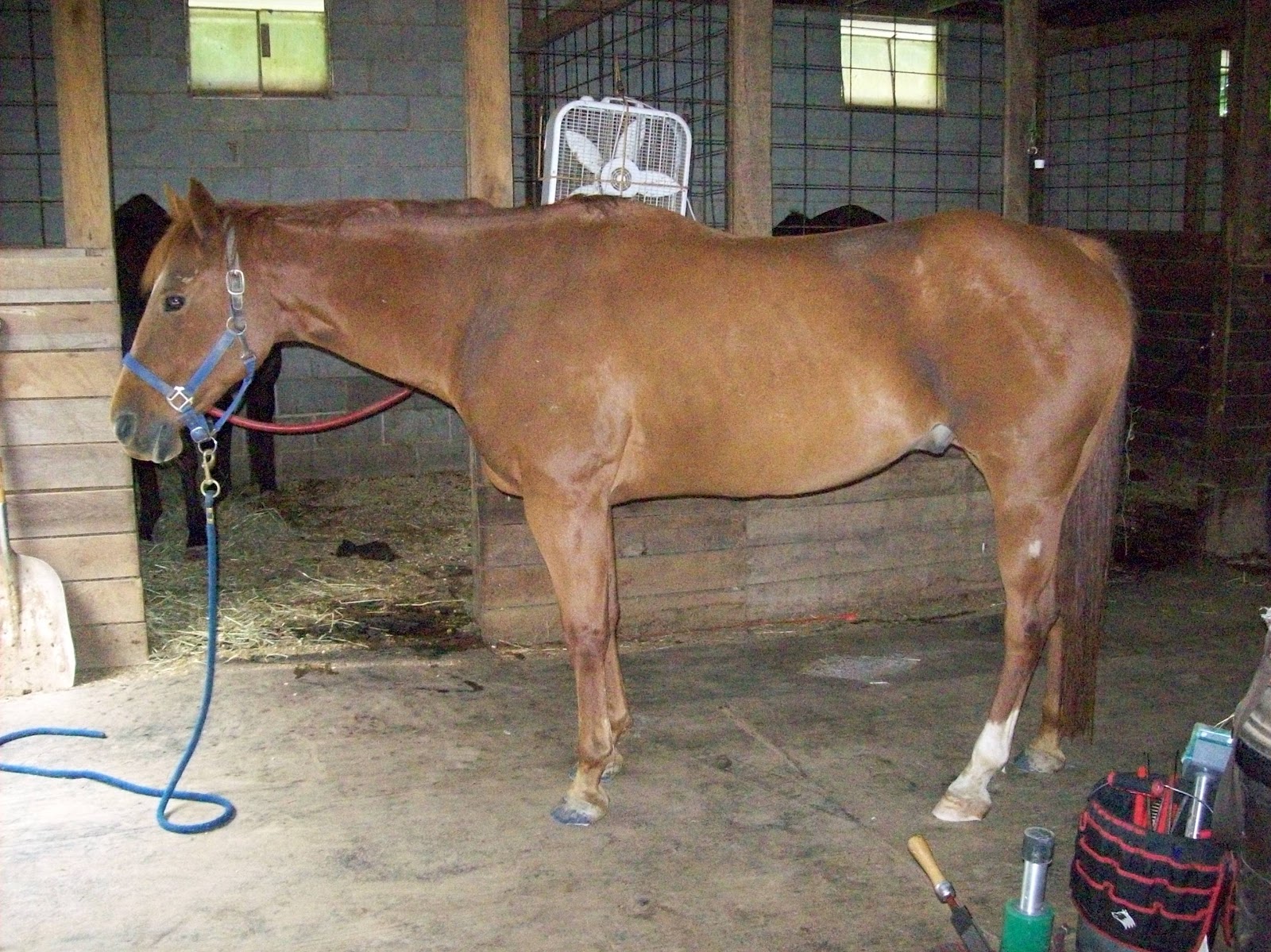 Kate's Hoof Care Blog The Evolution of "Navicular" Feet