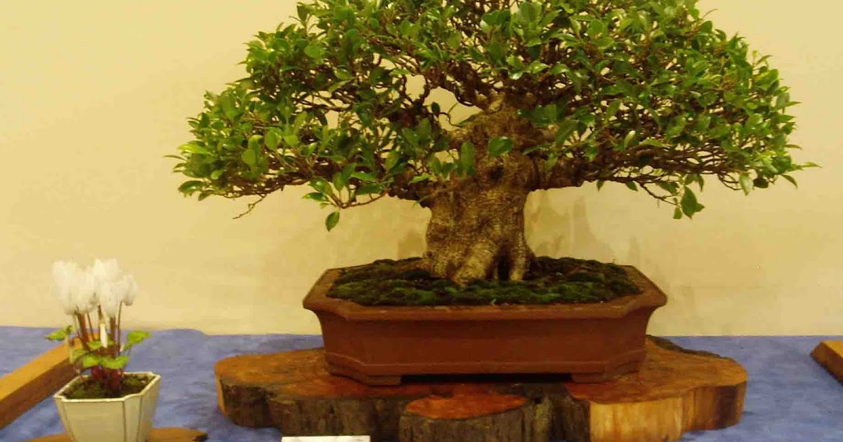 Bonsai Skosh The annual exhibition of Bonsai Society of Sydney