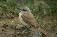 Fauna Bacia Taquari-Antas - Fonte: Aepan-ONG - Série: Aves