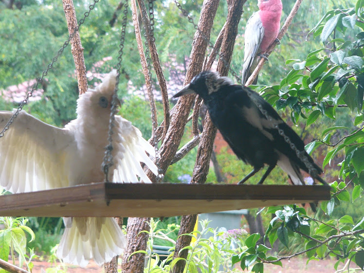 Wet and Aggressive Corella challenges Magpie