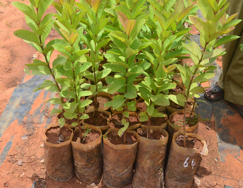 Fruit Trees For Sale Guava Grafted Seedling For Sale