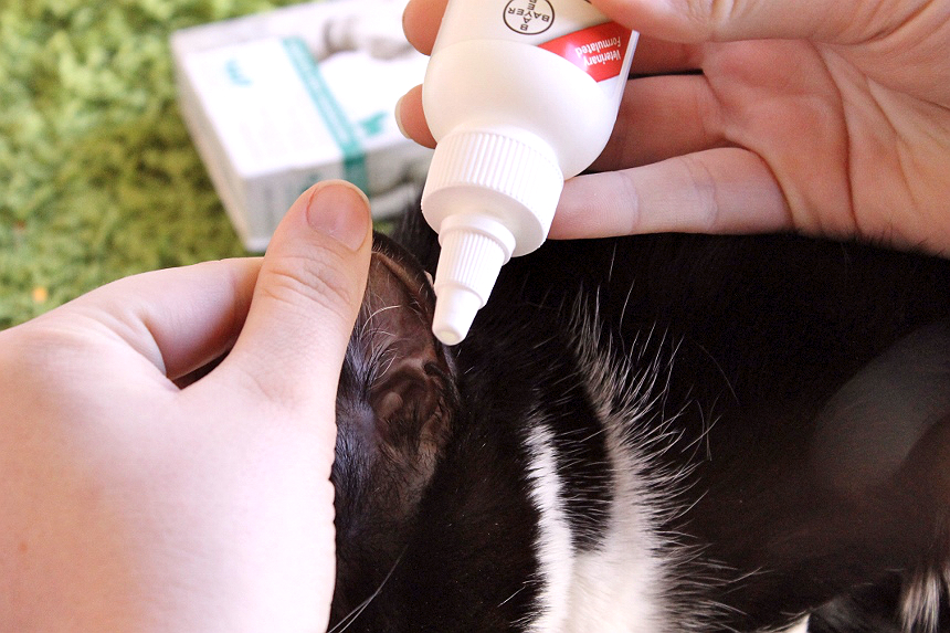 Momma Told Me How BayerExpertCare Makes Being A Crazy Cat Lady A Little Simpler