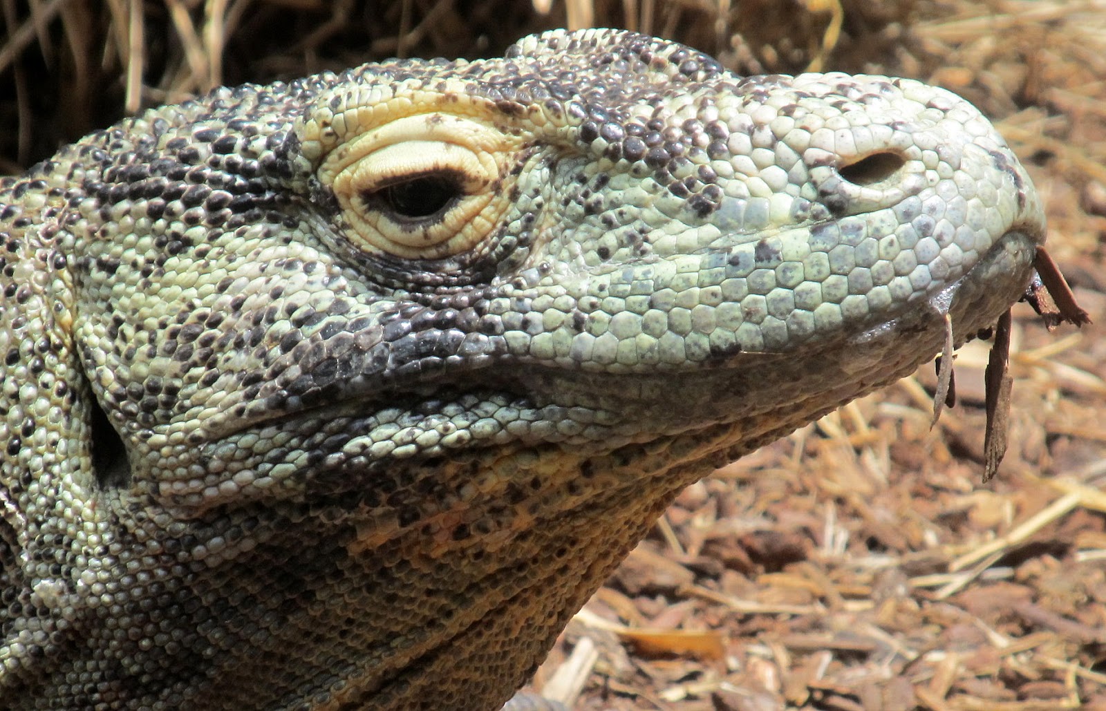 Komodo Dragon Skin