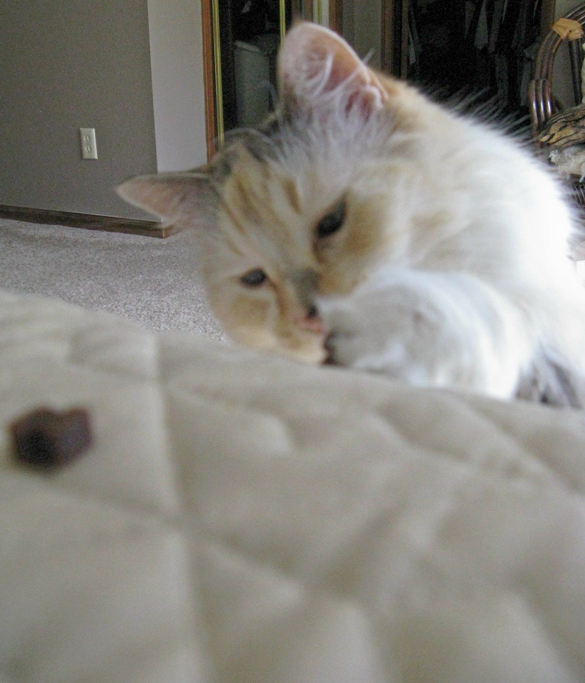 BeadedTail Zuke's Treats for Cats Review and Giveaway