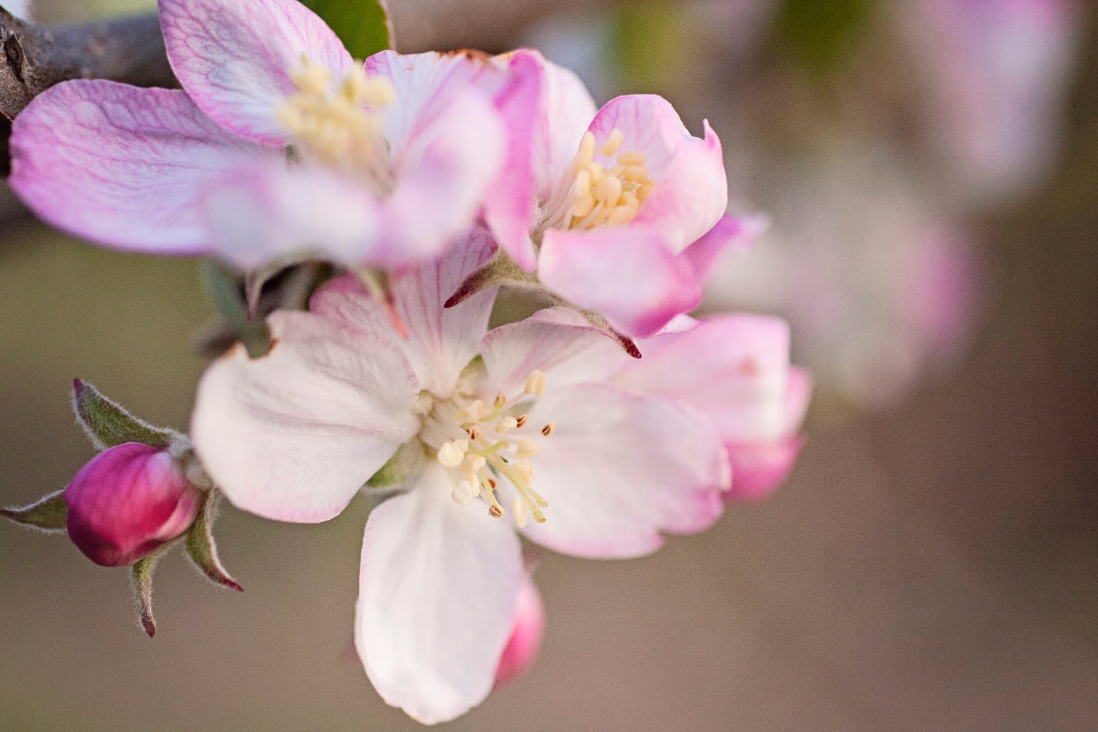 apple blossoms