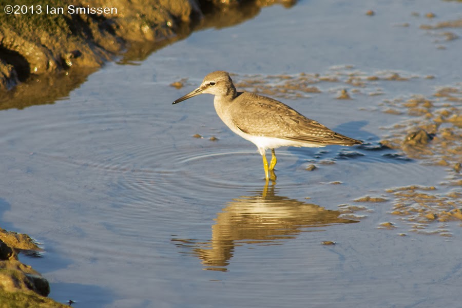A passion for birds... Cairns Foreshore...again