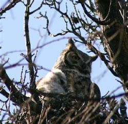 Great Horned Owl Mother with Owlet (look close)