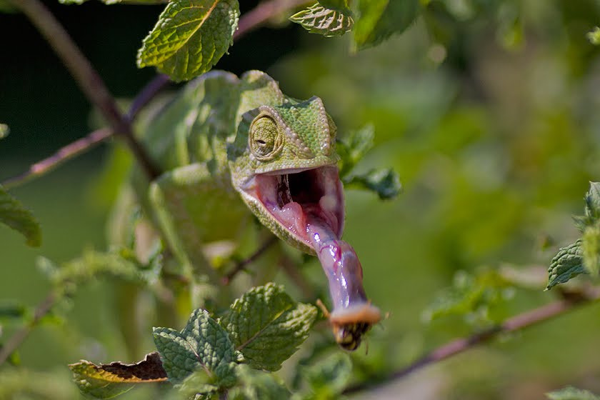 Chameleon Hissing