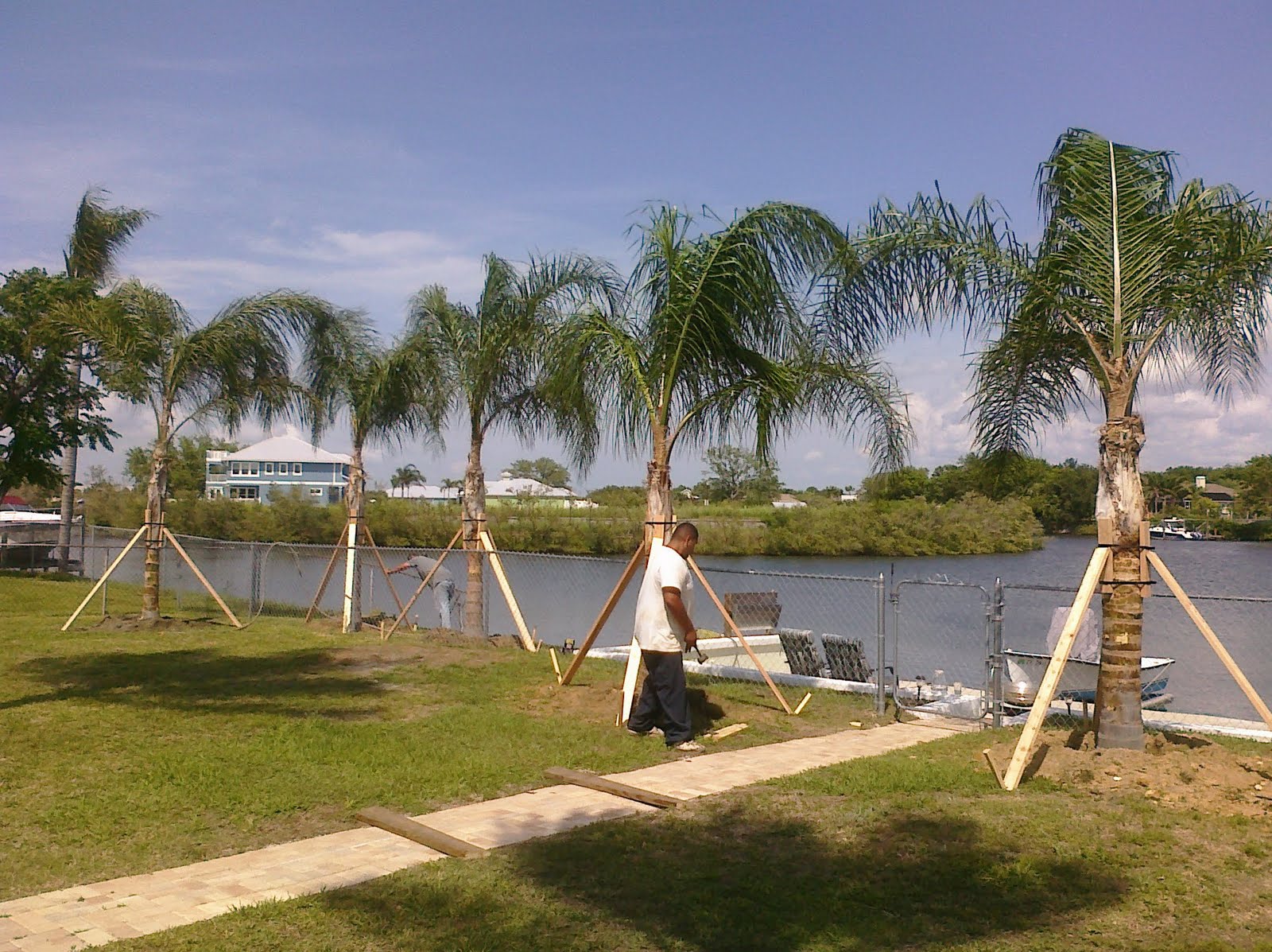 A Quality Plant Wholesale Queen Palms Wholesale Palm Trees