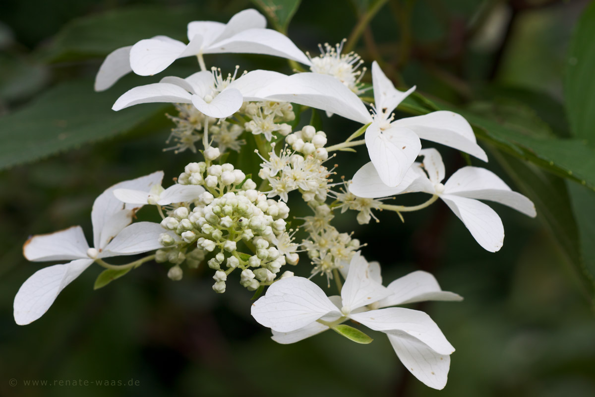 Roses Du Jardin Cheneland Hydrangea Paniculata Great Star