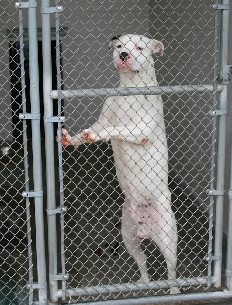 Why Do Dogs Get Killed At The Pound