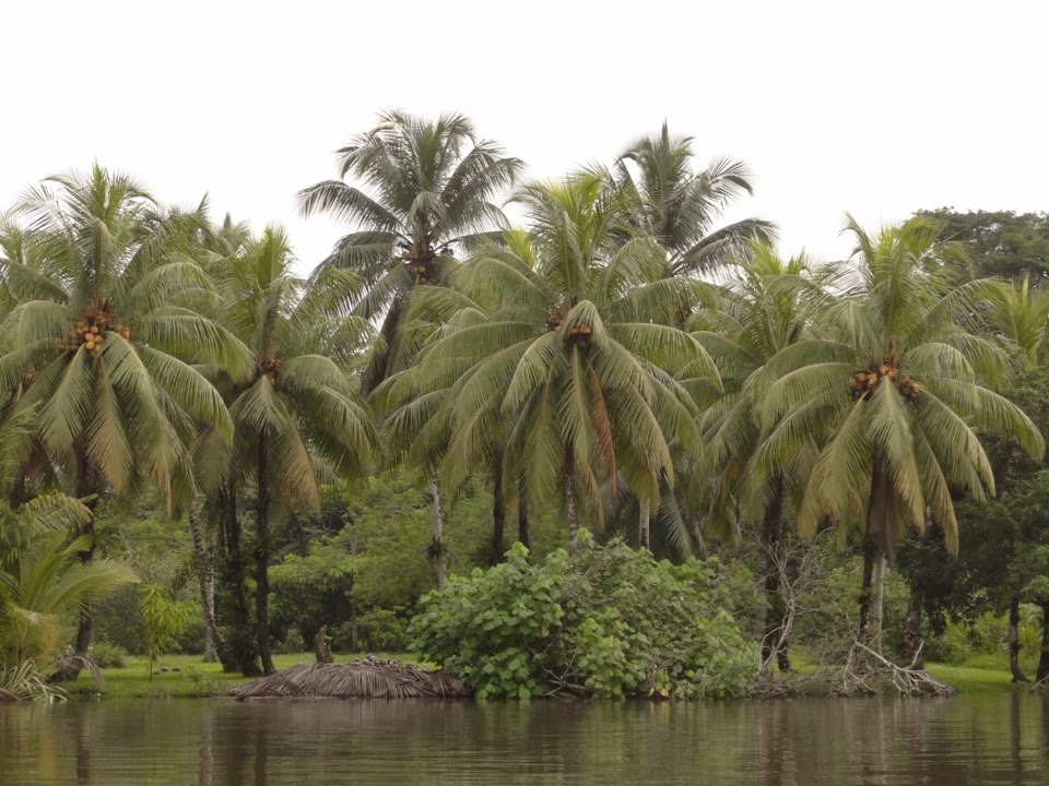 TORTUGUERO