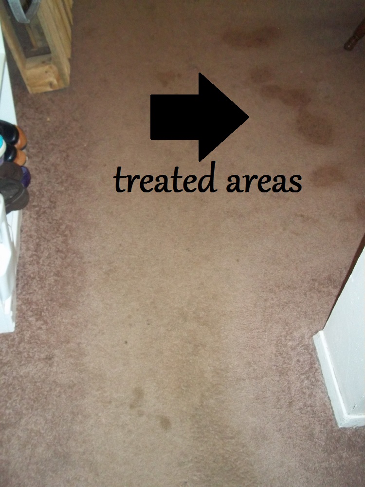 The RetroModern Mom Homemade Carpet Shampoo