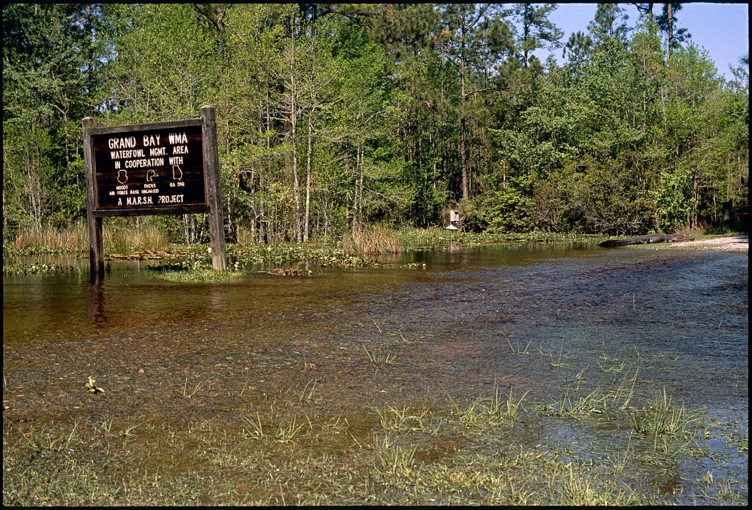 Valdosta in Film Withlacoochee River Flooding April 2014
