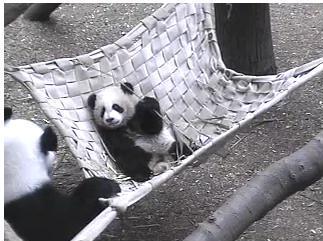 My Painting Room Panda Cam The Very Adorable Po