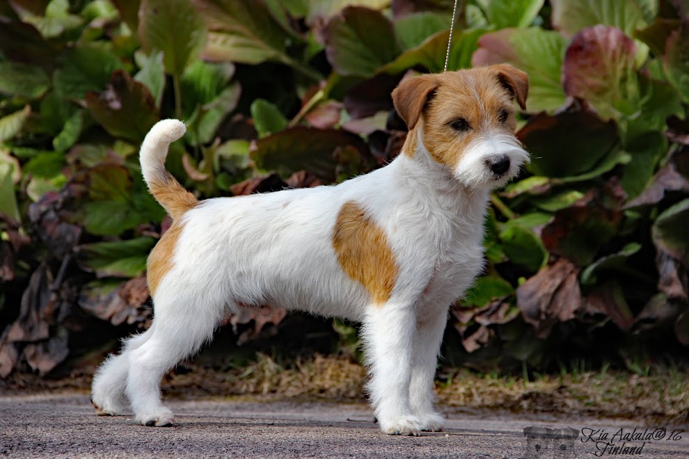 Jackrusselinterrierit Aakala