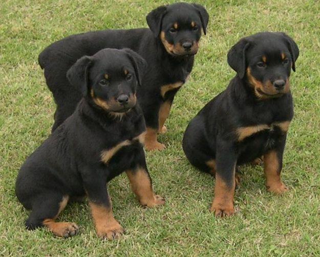 Unas imagenes de este perro: Unas imagenes de este perro:
