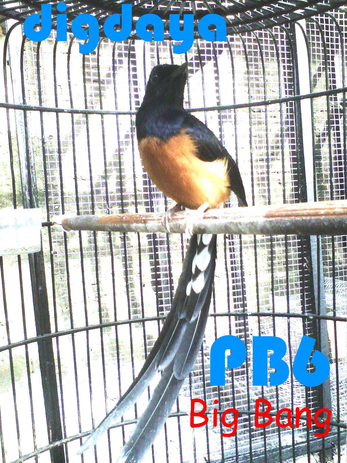 Murai Batu Digdaya Murai Batu Sabang