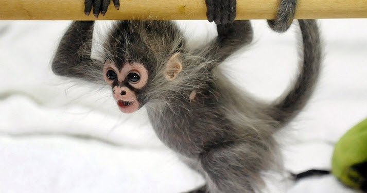 Spider Monkey | The Biggest Animals Kingdom