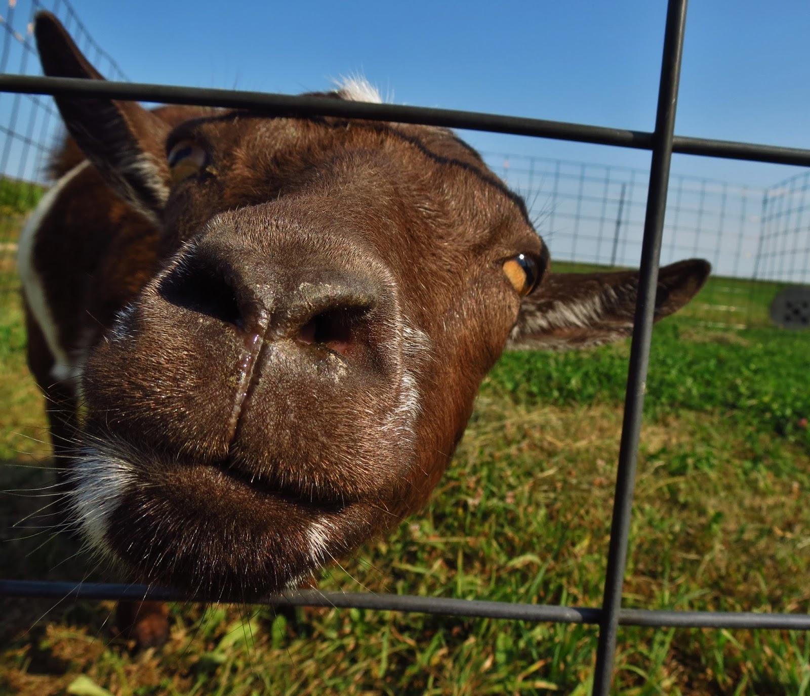 Working Goats Your Journey Begins Here The Thrifty Homesteader
