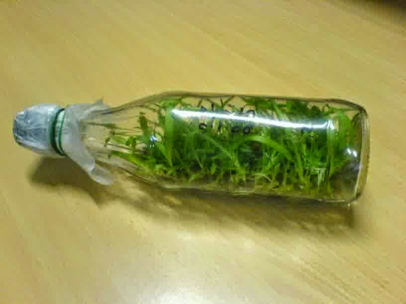 Garden Of Natures How To Plant A Seed Raising Orchids In Bottles