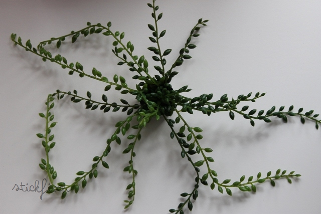 Einfache Tipps Zur Tillandsien Pflege Fur Anfanger Fee Ist Mein Name