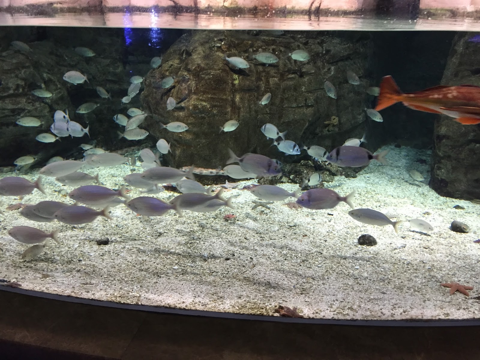 istanbul akvaryum okyanus gezintilerii evagokce com