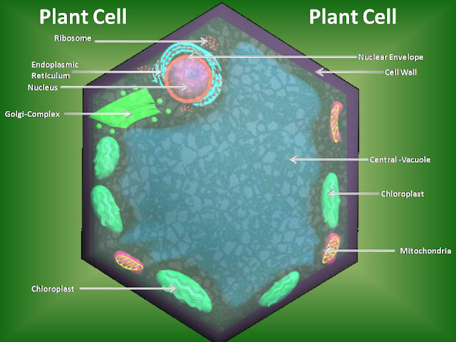 Manash (Subhaditya Edusoft): Cell : Cells Are the Units of any Living