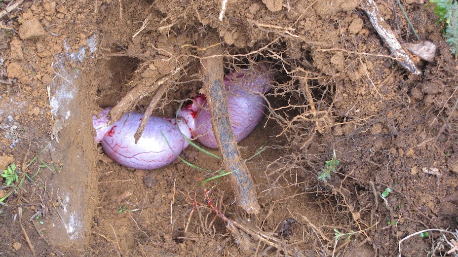 kunekune testicles new zealand north island wwoof workaway