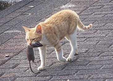 cat eating cats rats rat ginger mouse animals mice eat even