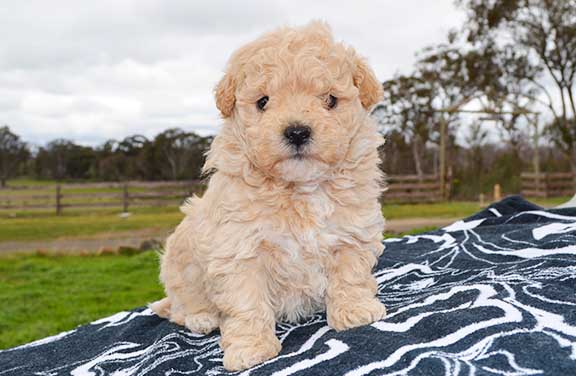 sudden random unprovoked violent