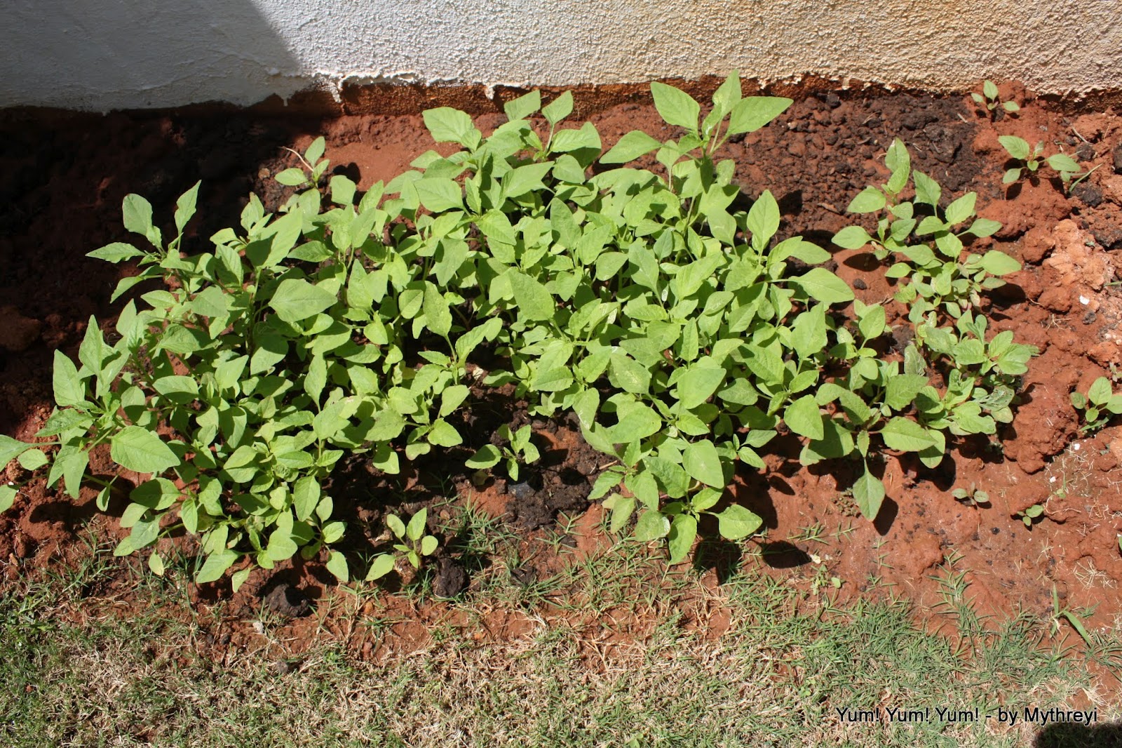 Yum! Yum! Yum! My Growing Home Garden