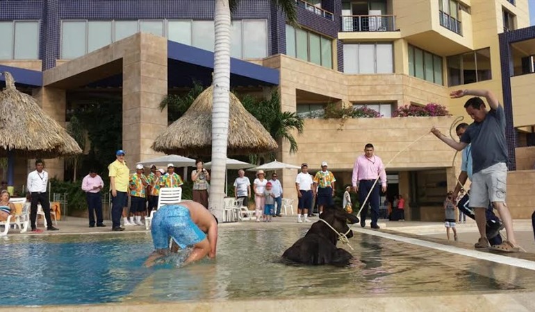 Santa Marta: una vaca entró a un hotel y se bañó en la piscina