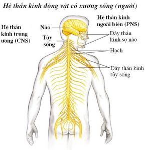 Kết quả hình ảnh cho cấu tạo hệ thần kinh của người.