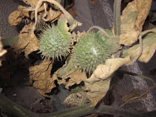 Datura seed pods -Thorn apples
