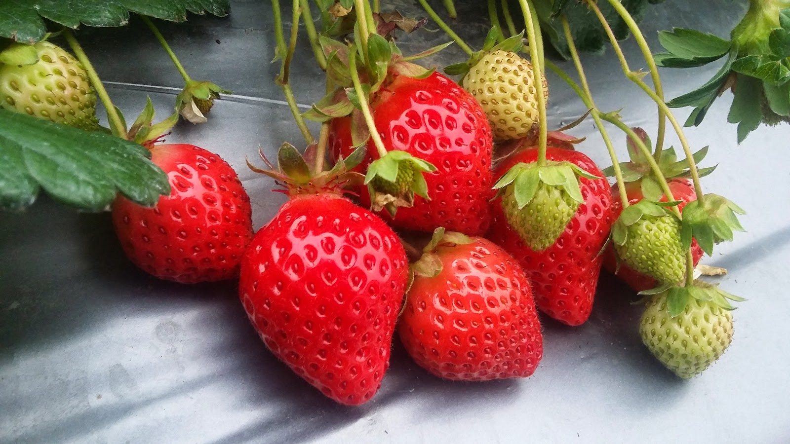大湖草莓石屋草莓園觀光休閒農場