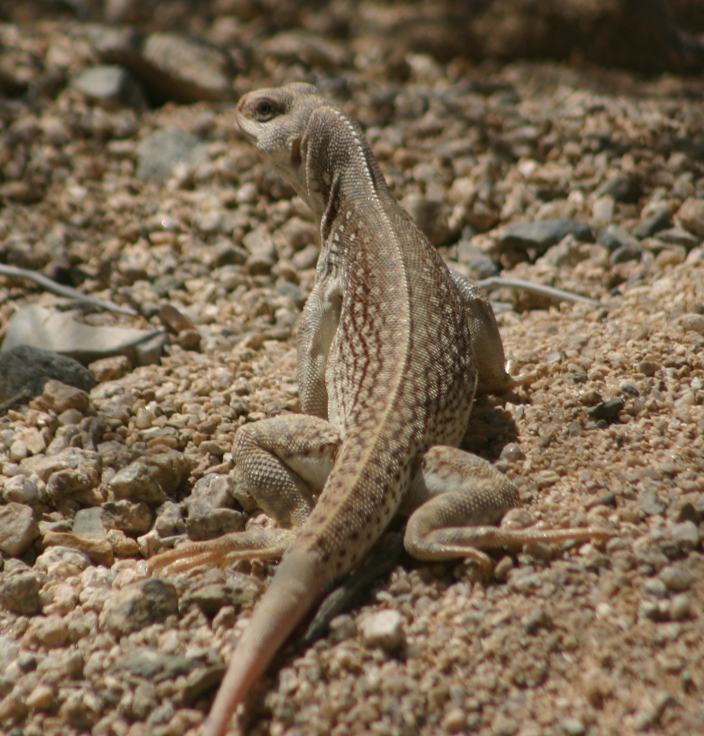 Cannundrums Desert Iguana