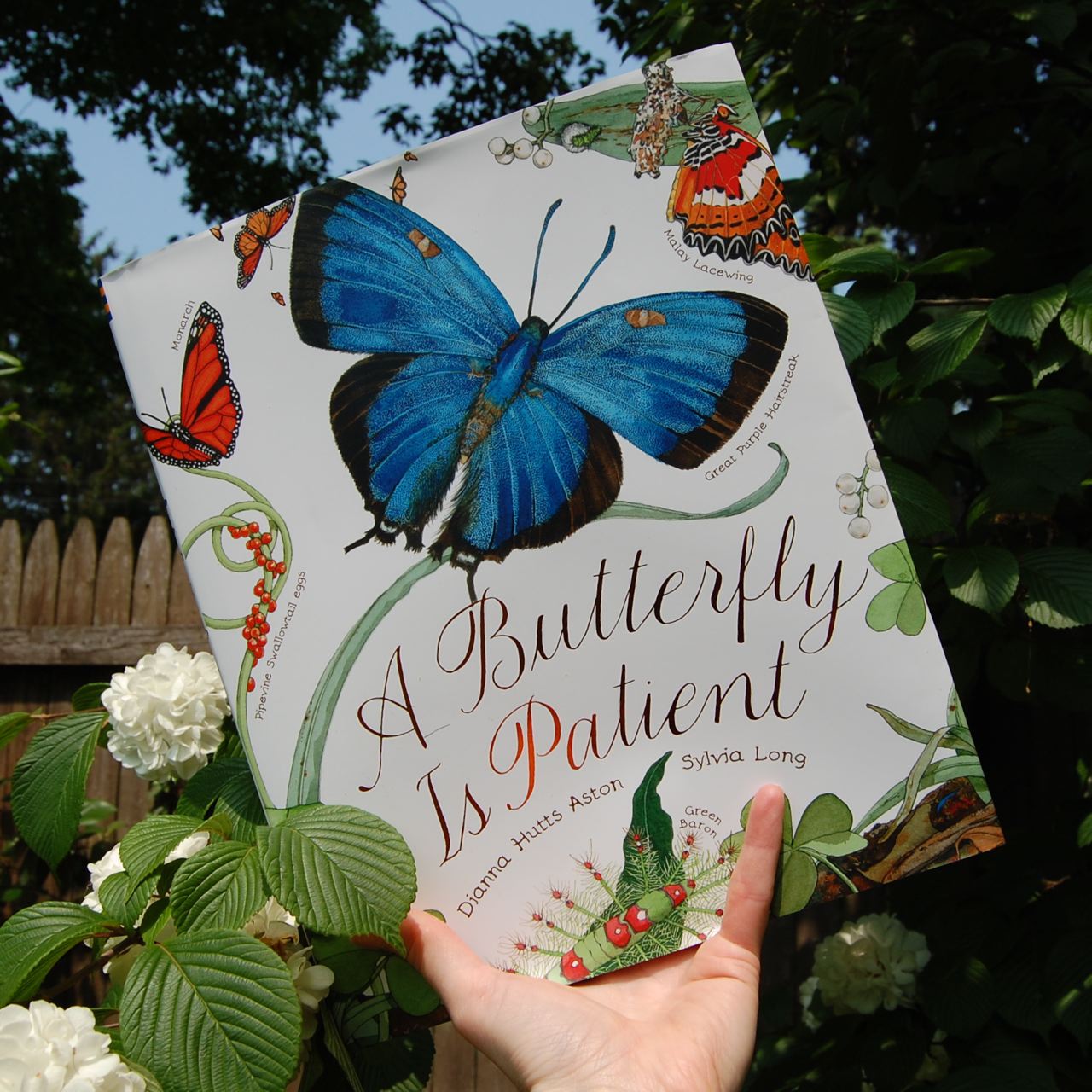 You Know, for Kids New Books A Butterfly Is Patient
