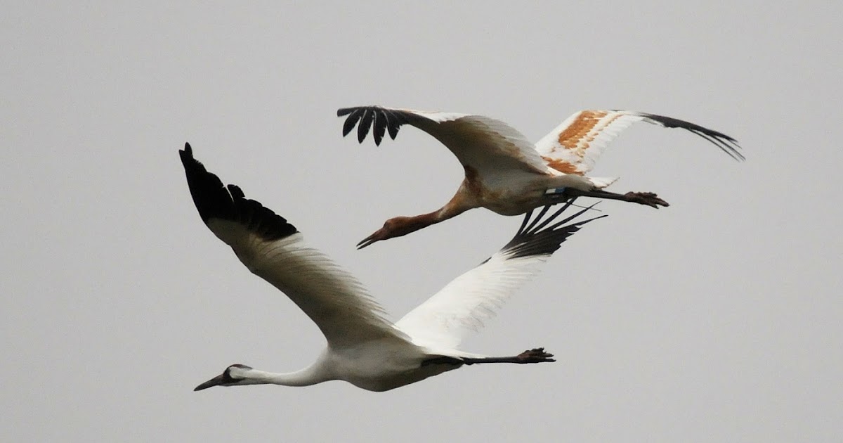 Springfield Plateau Whooping Cranes