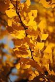 Ginkgo Leaves (Gold)